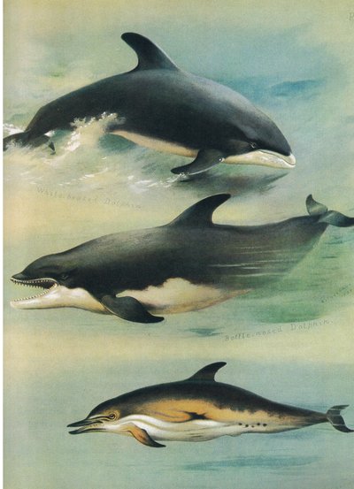 White Beaked Dolphin, Bottlenose Dolphin ja Common Dolphin, Thorburn