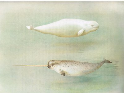 White Whale and Narwhal, julkaisusta Thorburns Mammals, julkaisija Longmans and Co, c. 1920 tekijältä Archibald Thorburn