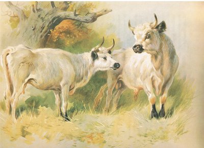 Villi karja tekijältä Archibald Thorburn