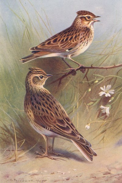 Wood-Lark, Sky-Lark (värilitografia) tekijältä Archibald Thorburn