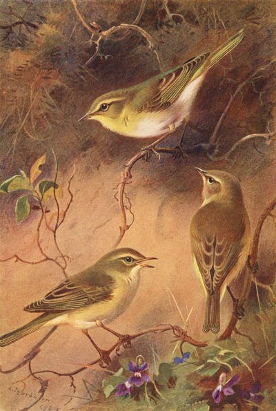 Metsäviklo, pajulintu, sirkkalintu (värilitografia) tekijältä Archibald Thorburn