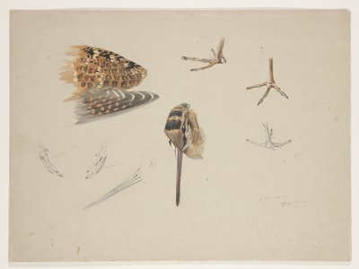 Woodcock-nokka, jalat ja siipi, n. 1915 (akvarelli ja vartaloväri kynällä paperille) tekijältä Archibald Thorburn