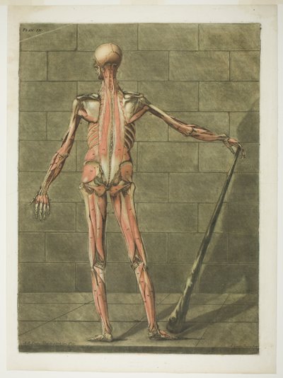 Lihasihmisen takanäkymä, levy yhdeksän täydellisestä anatomian kurssista "Complete Anatomy Course". tekijältä Arnauld Eloi Gautier D