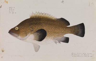 Itäinen Wirra, Acanthistius ocellatus tekijältä Arthur Bartholomew