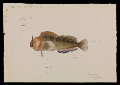Tasmanian Blenny, Parablennius tasmanianus tekijältä Arthur Bartholomew