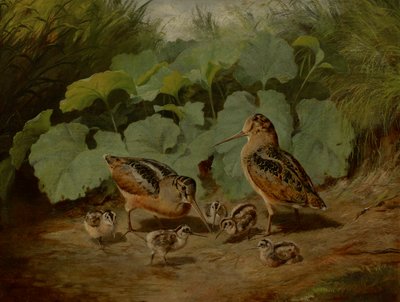 Woodcock ja Young tekijältä Arthur Fitzwilliam Tait