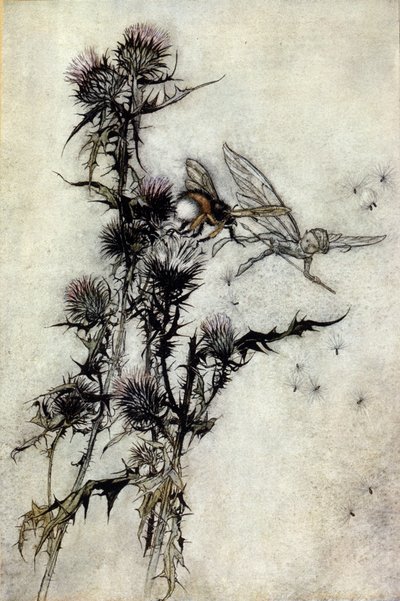 Arthur RACKHAMin (1867-1939) kuvitus William SHAKESPEAREN kesäyön unelmaan tekijältä Arthur Rackham