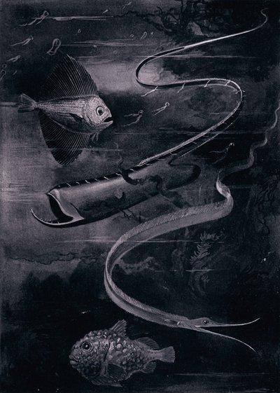 Syvänmeren kala (litho) tekijältä Arthur Twidle