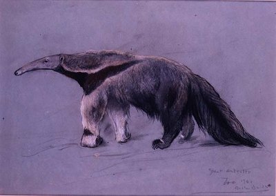 Suuri Muurahaiskari tekijältä Arthur Wardle