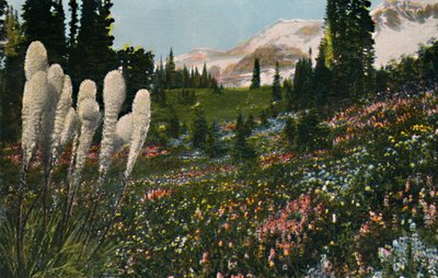 Indian Basket Grass kasvaa Mount Rainier National Parkissa, vuodelta 1916 tekijältä Asahel Curtis