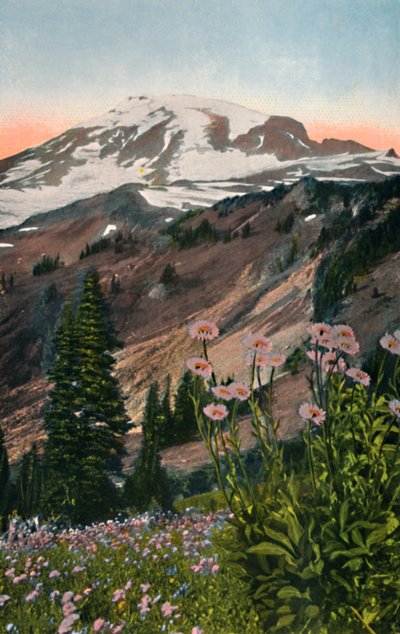 Purple Asters, Mount Rainier National Parkissa, vuodelta 1916 tekijältä Asahel Curtis