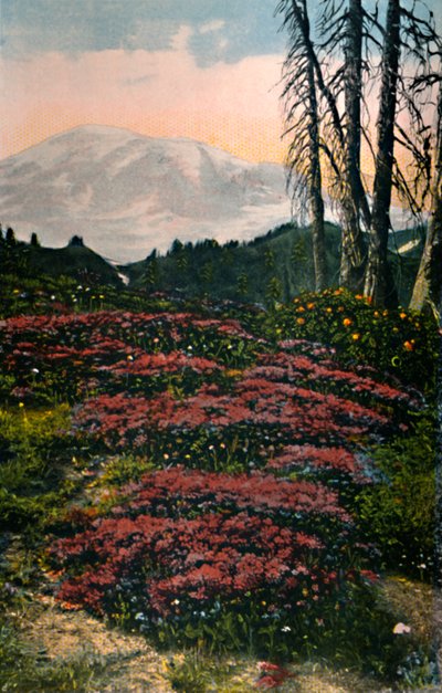 Purple Heatherin kasvava Mount Rainier National Park, vuodelta 1916 tekijältä Asahel Curtis