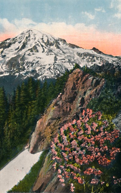 Primrose Mount Rainierilla, vuodelta 1916 tekijältä Asahel Curtis