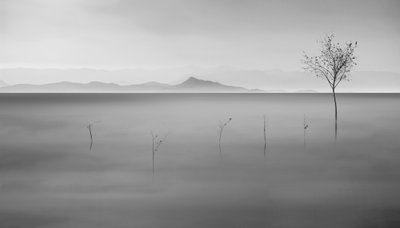 Misty Lake Lone Tree tekijältä Asef Azimaie
