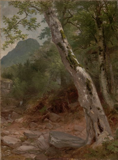 Sycamore Tree, Plaaterkill Clove (The Sycamore, Kaaterskill Clove) tekijältä Asher Brown Durand