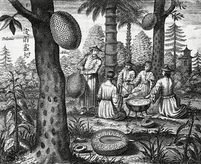 Kiinalaiset hedelmät (Arbor polomie, kiinalainen papaija), kaiverrus Kiinan monumenteista tekijältä Athanasius Kircher