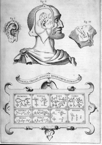 Ihmisen kuulo ja muut eläinlajit - Athanasius Kircherin "Musurgia Universalis", Rooma 1600 tekijältä Athanasius Kircher
