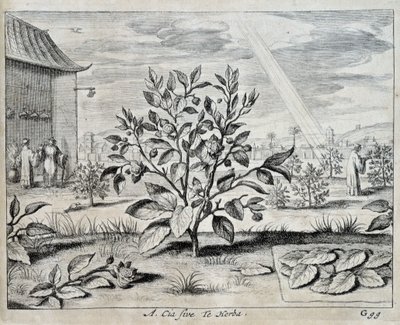 Le camellia - "" Kiinassa"", kirjoittanut Athanase Kircher (tai Athanasius Kircheri) tekijältä Athanasius Kircher