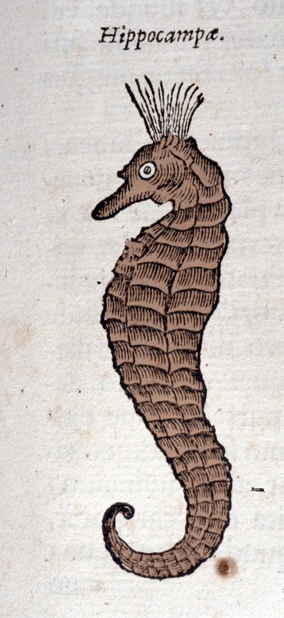 Merihevosen esitys. Kaiverrus Athanasius Kircherin (1601 - 1680), jesuiitta, orientalistin ja tutkijan teoksesta. tekijältä Athanasius Kircher