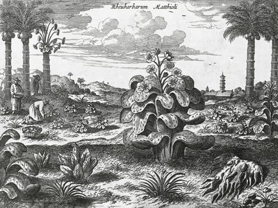 Raparperikasvi, kaiverrus Kiinan monumenteista tekijältä Athanasius Kircher