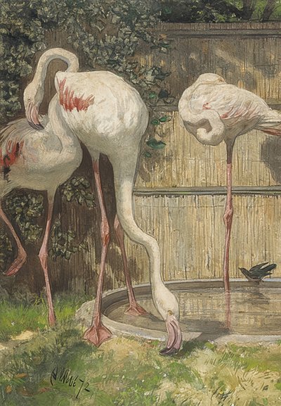 Kolme flamingoa vesialtaalla. 1872 tekijältä August Allebe
