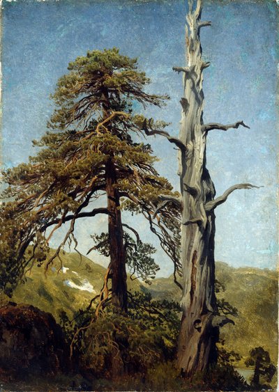 ""Study of trees, Norja"" August Cappelenin (1827-1852) maalaus 1850 Kansallinen taidemuseo, Oslo, Norja tekijältä August Cappelen