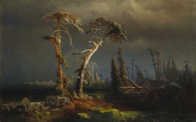 Nousevat myrskyt - kuoleva aarniometsä myrskyissä (öljy kankaalle) tekijältä August Cappelen