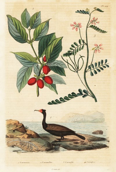 Merimetso, korneolikirsikka ja skorpionivirna, 1834-1839 (kaiverrus) tekijältä Auguste Dumenil