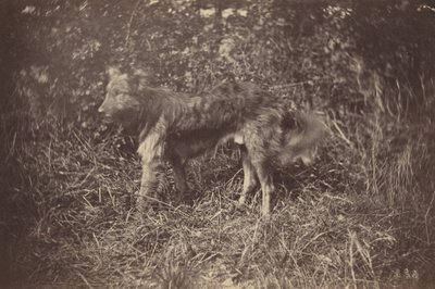 Tutkimus koirasta,1870-luvun loppu (kuva) tekijältä Auguste Giraudon