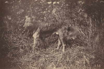 Koiran tutkimus tekijältä Auguste Giraudon