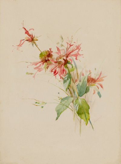 Bergamotti tai Bee Baum, 1800-luvun loppu - 1900-luvun alku. tekijältä Austa Densmore Sturdevant