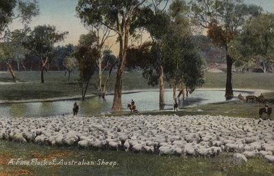 Hieno australianlammaslauma tekijältä Australian Photographer