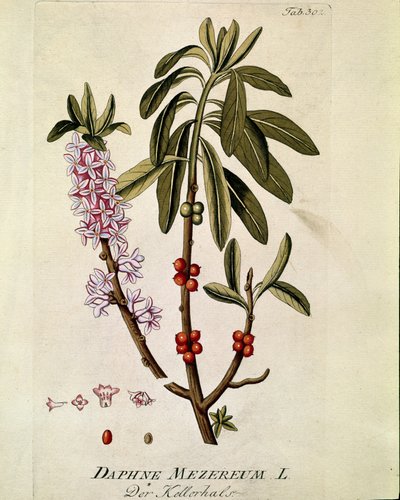 Kasvitieteellinen: ""Bois-joli"" (Bois joli) (tai Bois-gentil, Bois gentile) (Daphne mezereum) Lankku, joka on piirretty Joseph Jacobi Plenckin (1735-1807) "Medicinalium secundum Linnaei digestarum" -lajista" 1788-1803 Yksityinen kokoelma tekijältä Austrian School