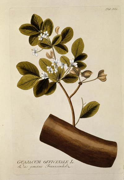 Kasvitieteellinen: "" Guajacun officinale"" Levy, joka on piirretty Joseph Jacobi Plenckin (1735-1807) julkaisusta "Medicinalium secundum Linnaei digestarum" 1788-1803 Yksityinen kokoelma tekijältä Austrian School