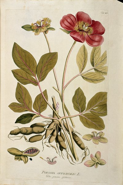 Kasvitieteellinen: "" Peony officinale"" (Poeonia officinalis) Joseph Jacobi Plenckin (1735-1807) "Medicinalium secundum Linnaei digestarum" -lajista piirretty lankku 1788-1803 Yksityinen kokoelma tekijältä Austrian School