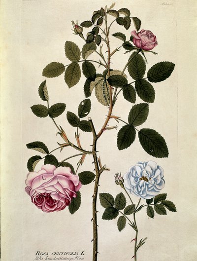 Kasvitieteellinen: Satalehtinen ruusu (Rosa centifolia) Joseph Jacobi Plenckin (1735-1807) "Medicinalium secundum Linnaei digestarum" -lajista piirretty lautanen 1788-1803 Yksityinen kokoelma tekijältä Austrian School