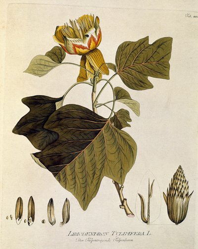 Kasvitieteellinen: "Virginian tulppaani" (Liriodendron tulipifera) Lankku piirretty Joseph Jacobi Plenckin (1735-1807) teoksesta "Medicinalium secundum Linnaei digestarum" 1788-1803 Yksityiskokoelma tekijältä Austrian School