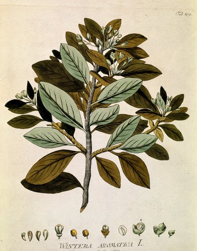 Kasvitieteellinen: "Talvikuori" (Wintera aromatica) Lankku otettu Joseph Jacobi Plenckin (1735-1807) "Medicinalium secundum Linnaei digestarum" -teoksesta 1788-1803 Yksityiskokoelma tekijältä Austrian School