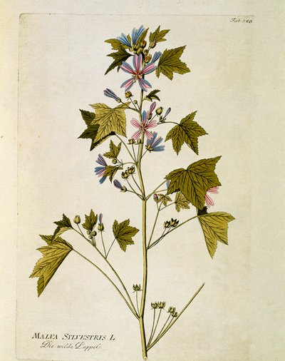 Kasvitieteellinen: ""suuri violetti"" (Malva sylvestris) Levy, joka on piirretty Joseph Jacobi Plenckin (1735-1807) "Medicinalium secundum Linnaei digestarum" -lajista 1788-1803 Yksityinen kokoelma tekijältä Austrian School