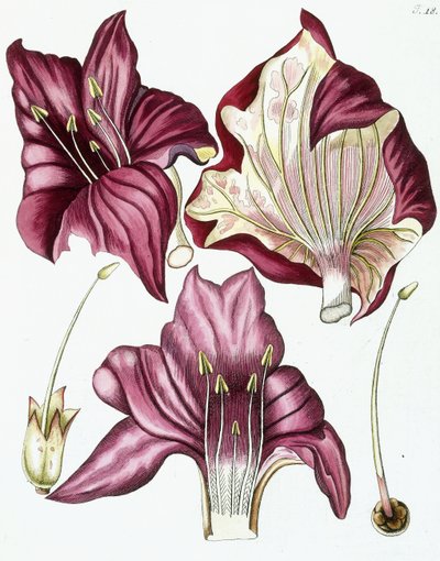 Kuva 18, "Collectanea for Botanica, Chemistry and Natural History with figures", 1786-1796 tekijältä Austrian School