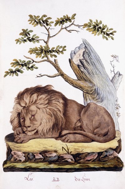 Leijona, 1794 tekijältä Austrian School