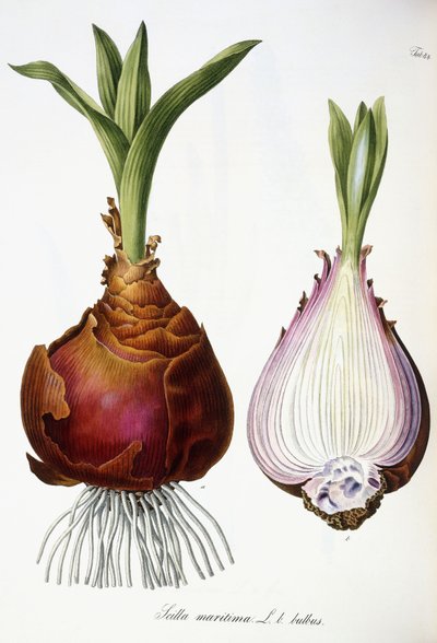 Scilla marinus tekijältä Austrian School