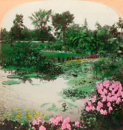 Lily Pond, Tower Grove Park, St. Louis, Mo., U.S.A., 1897. tekijältä B. L. Singley