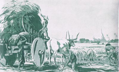 Riisipelto Burmassa, MacMillanin koulujulisteista, n. 1950-60-luvut (litho) tekijältä Ba Nyan