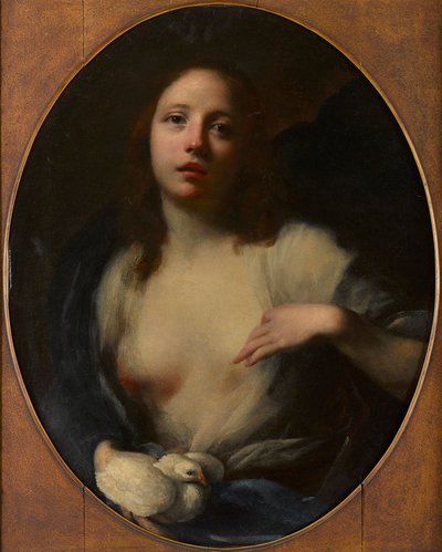 Nuoren tytön maalaus valkoisella kyyhkyllä (öljy kankaalle) tekijältä Baldassare (1611 89) Franceschini