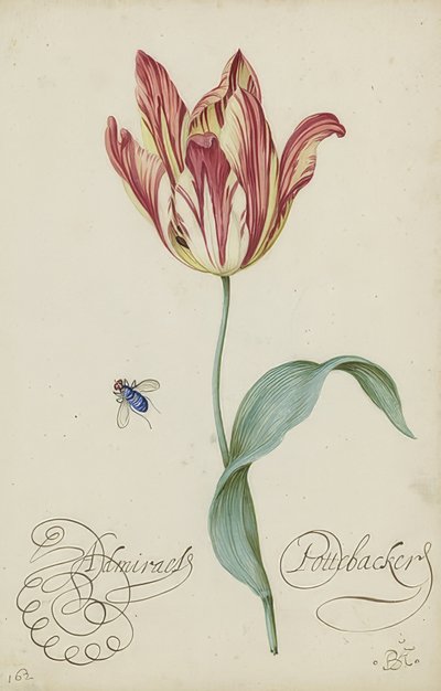 Tutkimus tulppaanista ja kärpästä. 1620-29 tekijältä Balthasar van der Ast