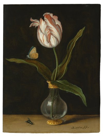 Tulppaani "Summer Beauty" (öljy kankaalle) tekijältä Balthasar van der Ast