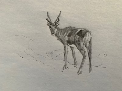 Poro, 2019 tekijältä Barbara Hoogeweegen