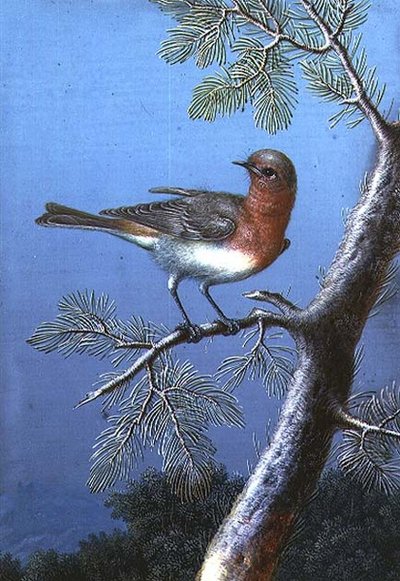 Nakatayo si Robin sa isang Branchfinn tekijältä Barbara Regina Dietzsch