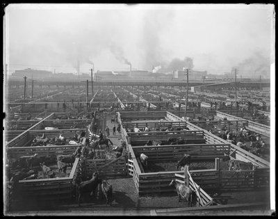 Nautakarsinat Union Stock Yardsissa, Chicagossa, Illinoisissa, USA:ssa, n. 1900 (b/w kuva) tekijältä Barnes and Crosby